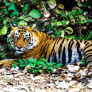 Delhi, Agra, Jaipur and Ranthambore Tour