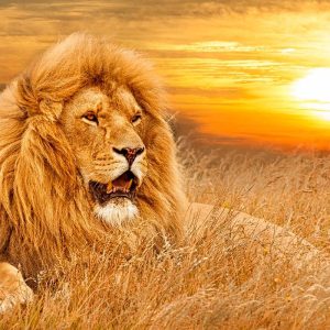 Best Kenya Safari Tour