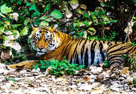 1276890483_Ranthmpore National Park